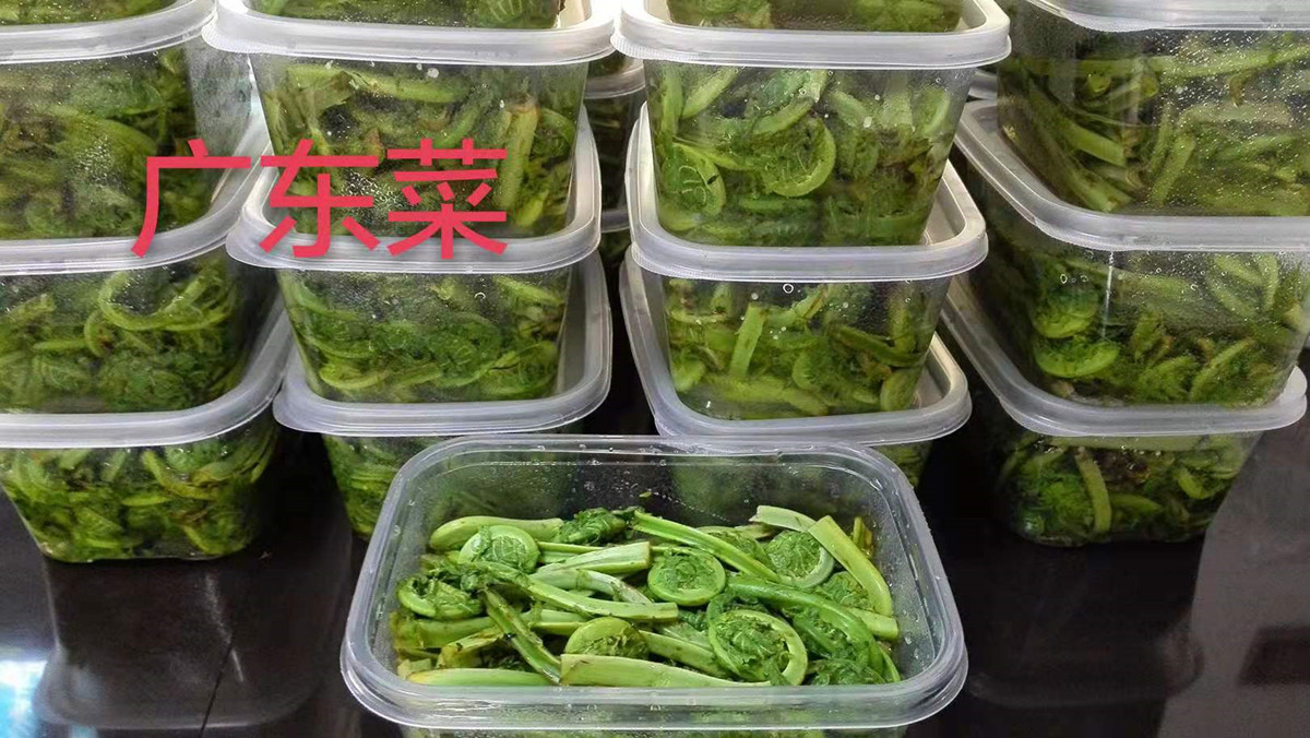 东北特产野生山野菜广东菜500g